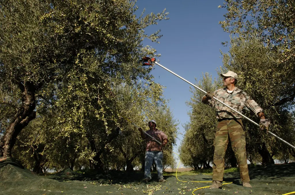 MARINACOLONNA uliveto.webp