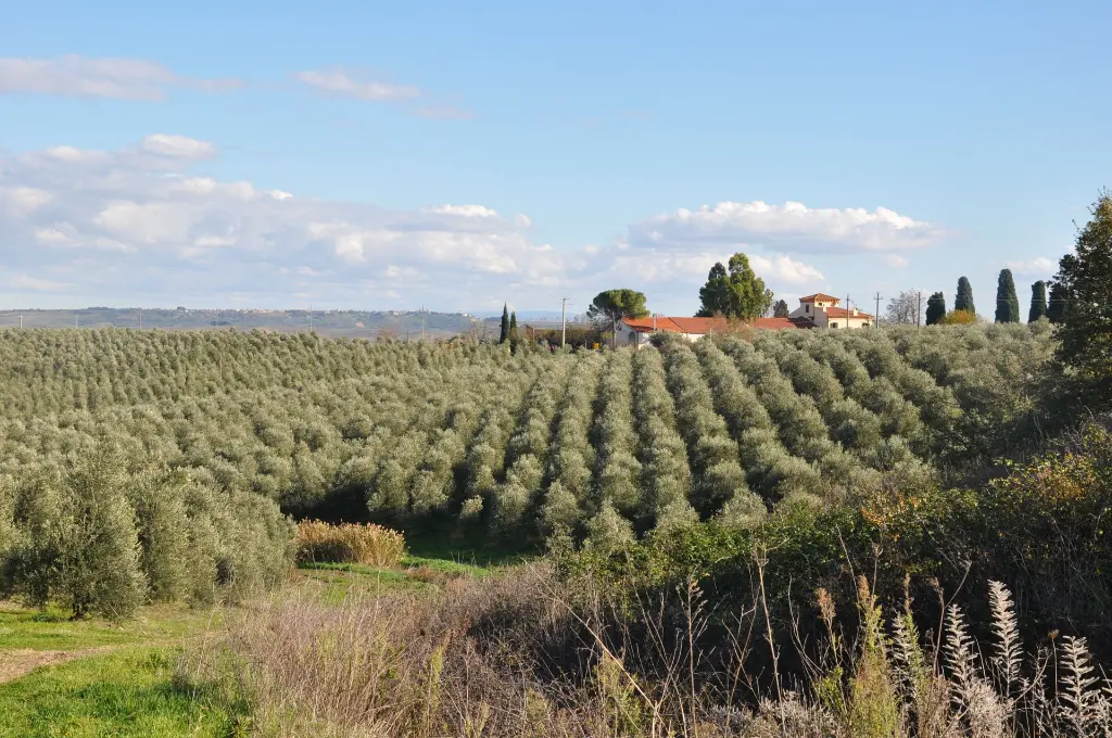 paesaggio.webp