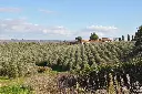 paesaggio.webp