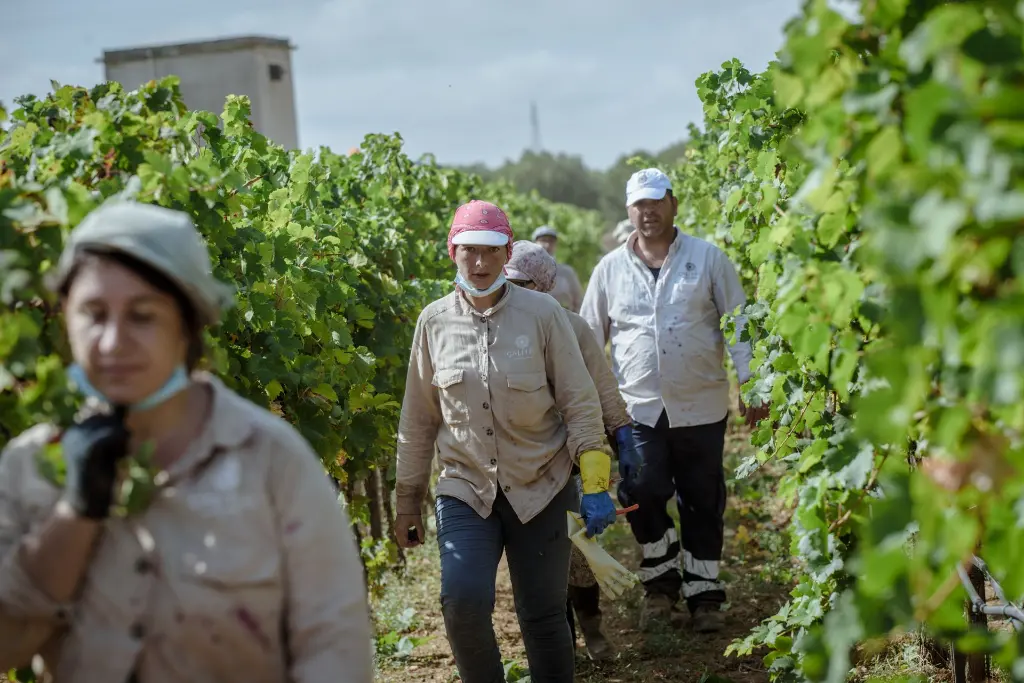 Calitro_vendemmia-71.webp